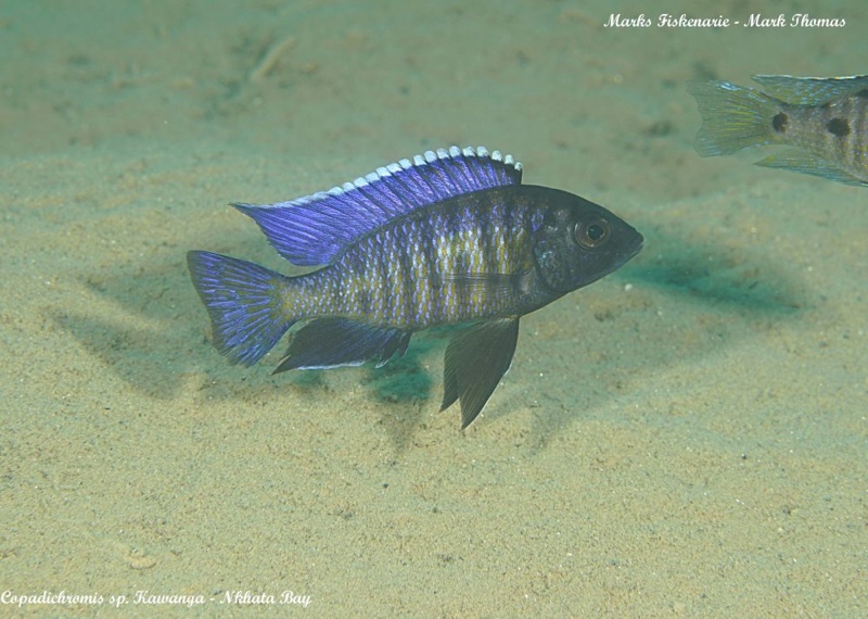 Copadichromis sp. 'kawanga' Nkhata Bay